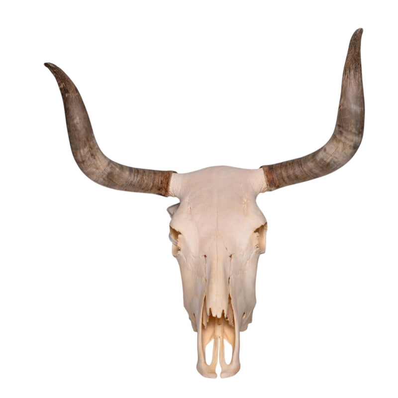Real Longhorn Skull