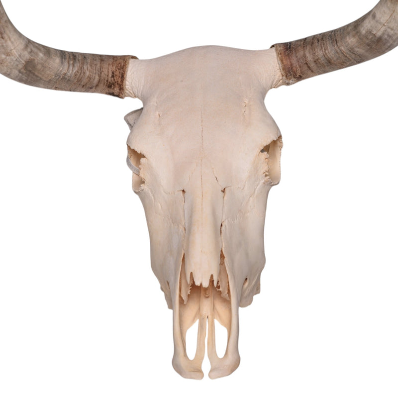 Real Longhorn Skull