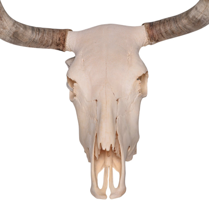 Real Longhorn Skull