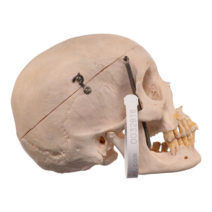 Real Human Skull