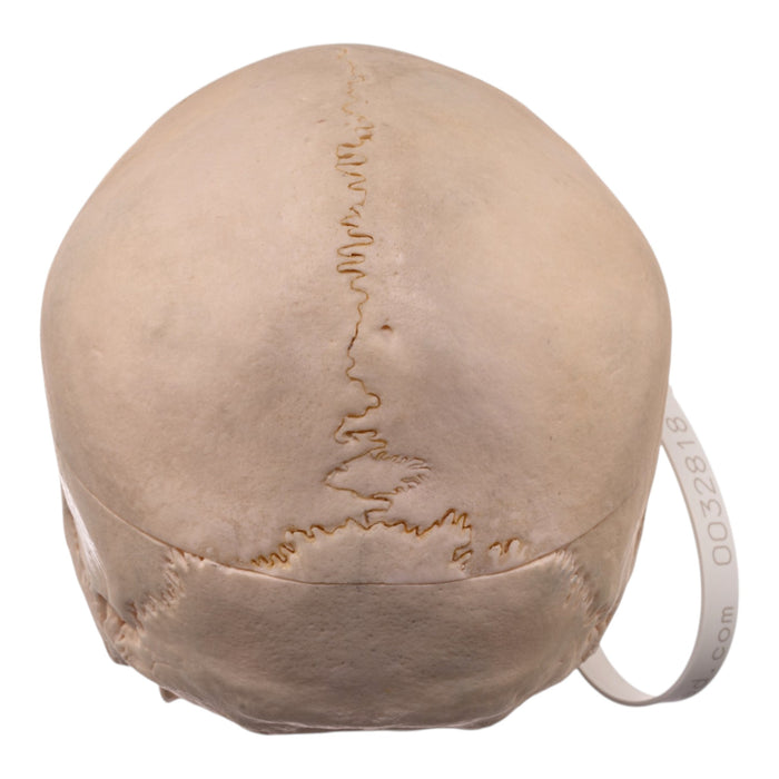 Real Human Skull