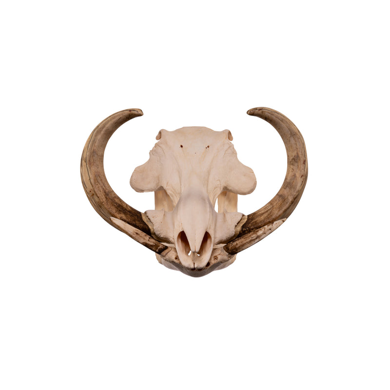 Real African Warthog Skull