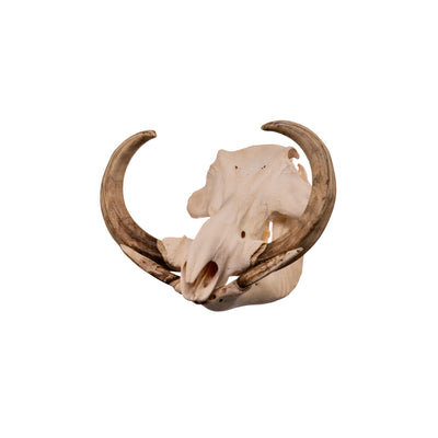Real African Warthog Skull