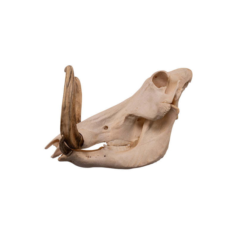 Real African Warthog Skull