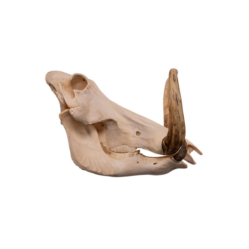 Real African Warthog Skull