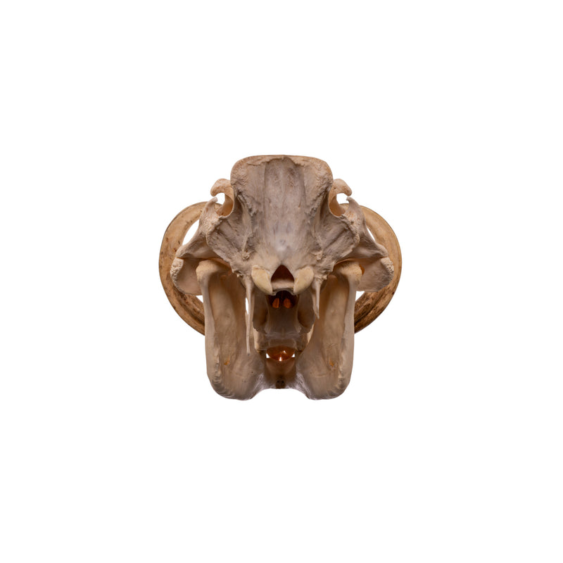 Real African Warthog Skull