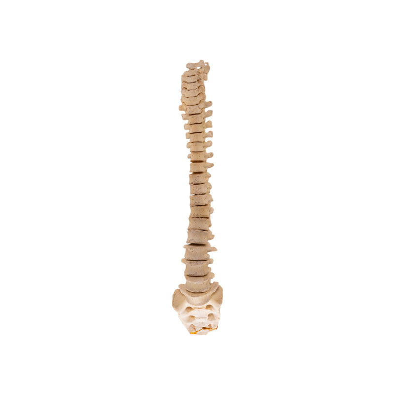 Real Human Spine and Sacrum