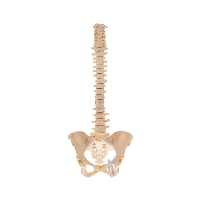 Real Loosely Strung Human Spine and Pelvis