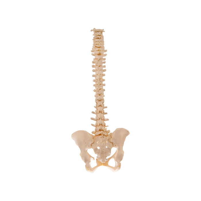 Real Loosely Strung Human Spine and Pelvis