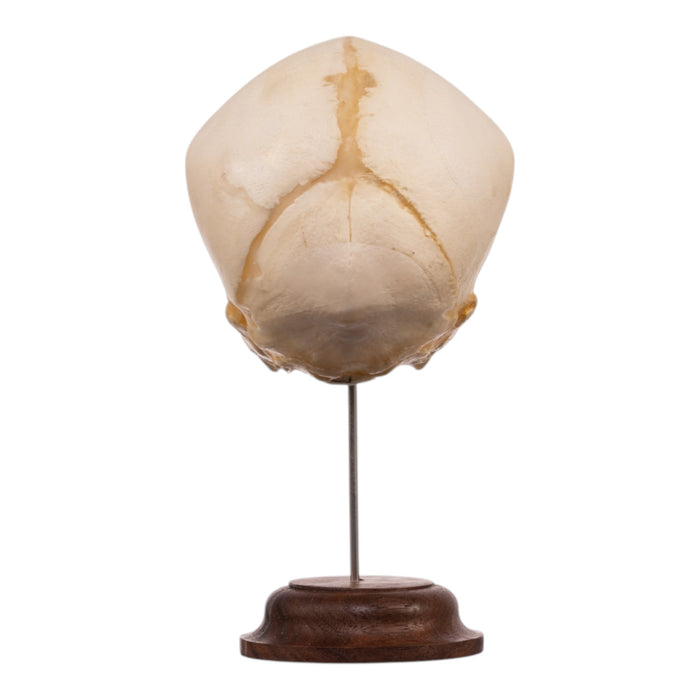 Real Fetal Human Skull on Stand