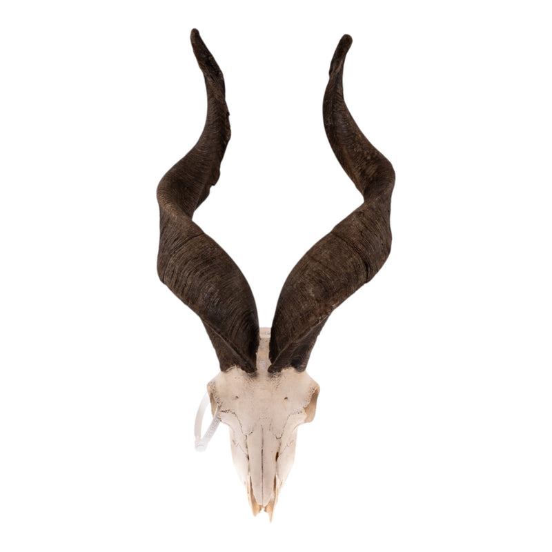 Real Markhor / Domestic Goat Hybrid Skull