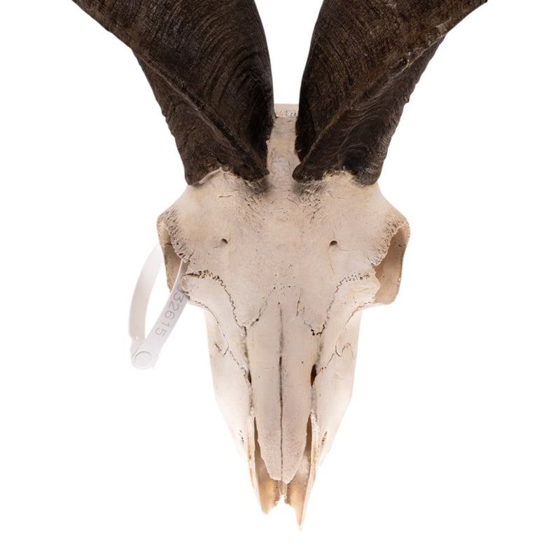 Real Markhor / Domestic Goat Hybrid Skull