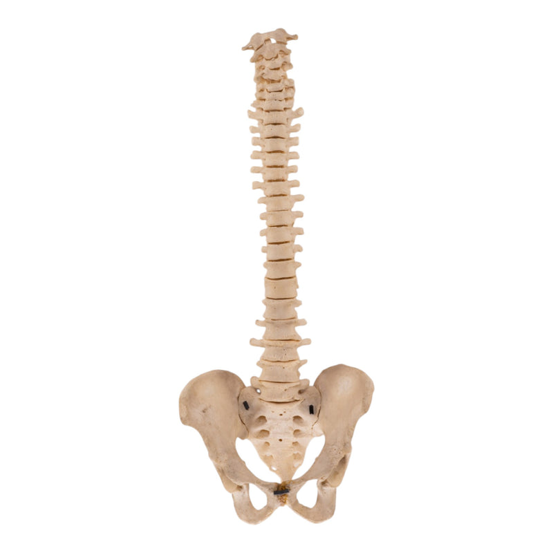 Real Human Spine and Pelvis