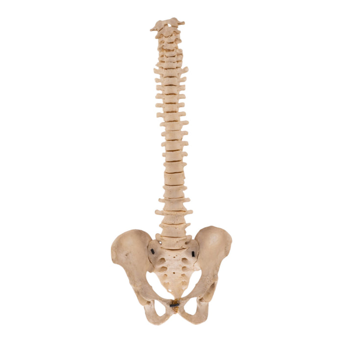 Real Human Spine and Pelvis