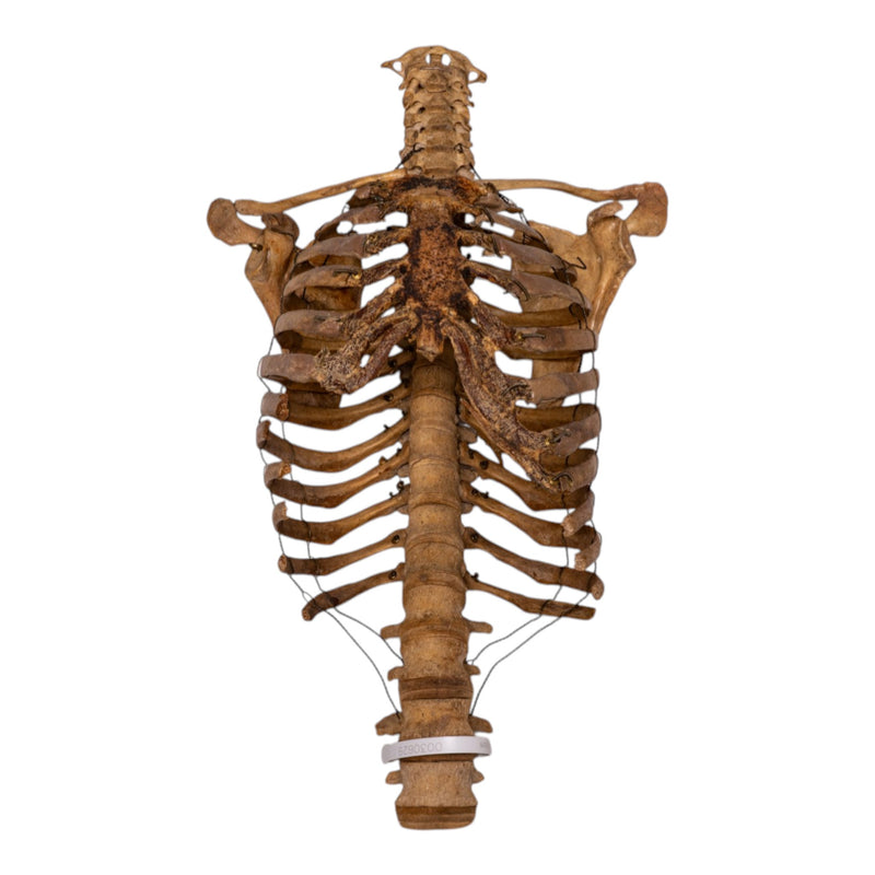 Real Articulated Human Torso