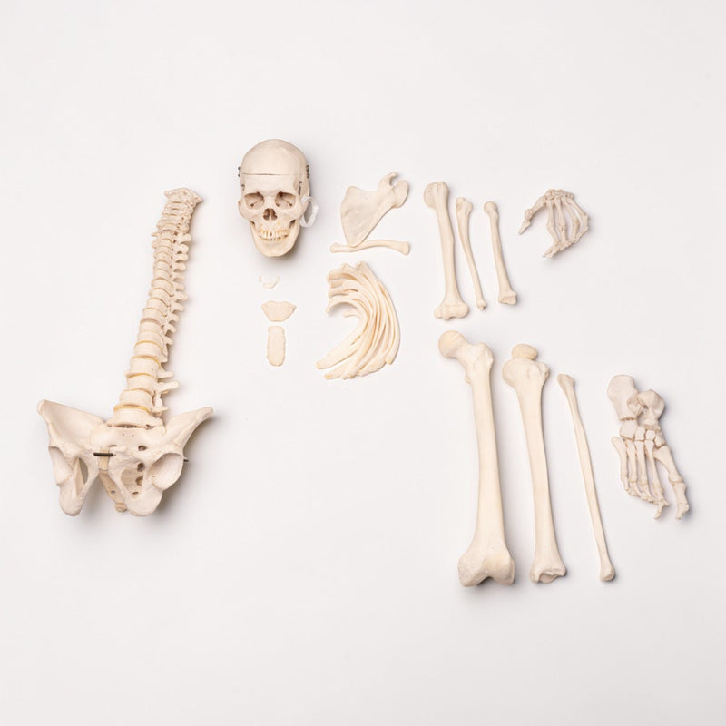 Real Human Half Skeleton