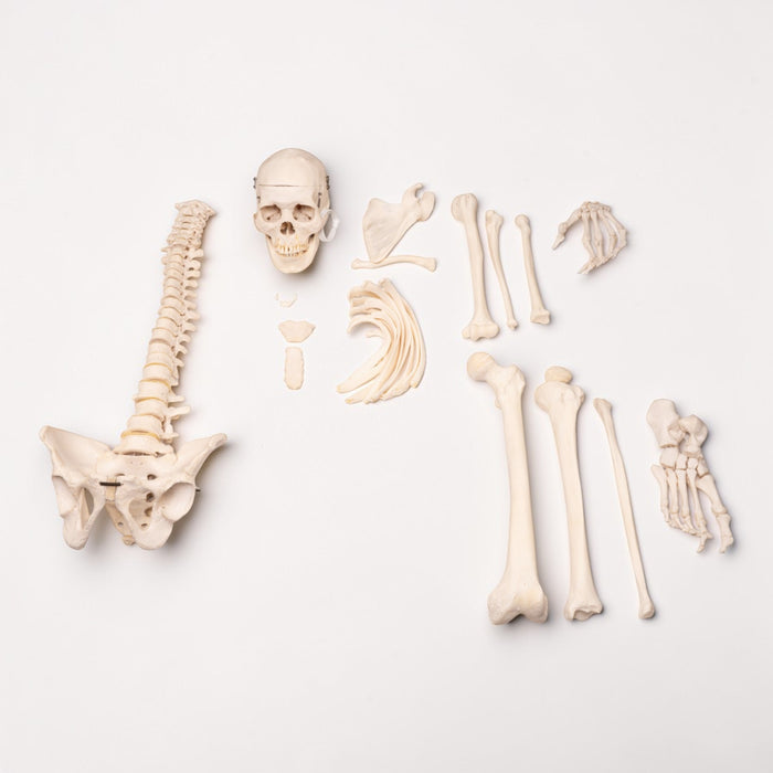 Real Human Half Skeleton