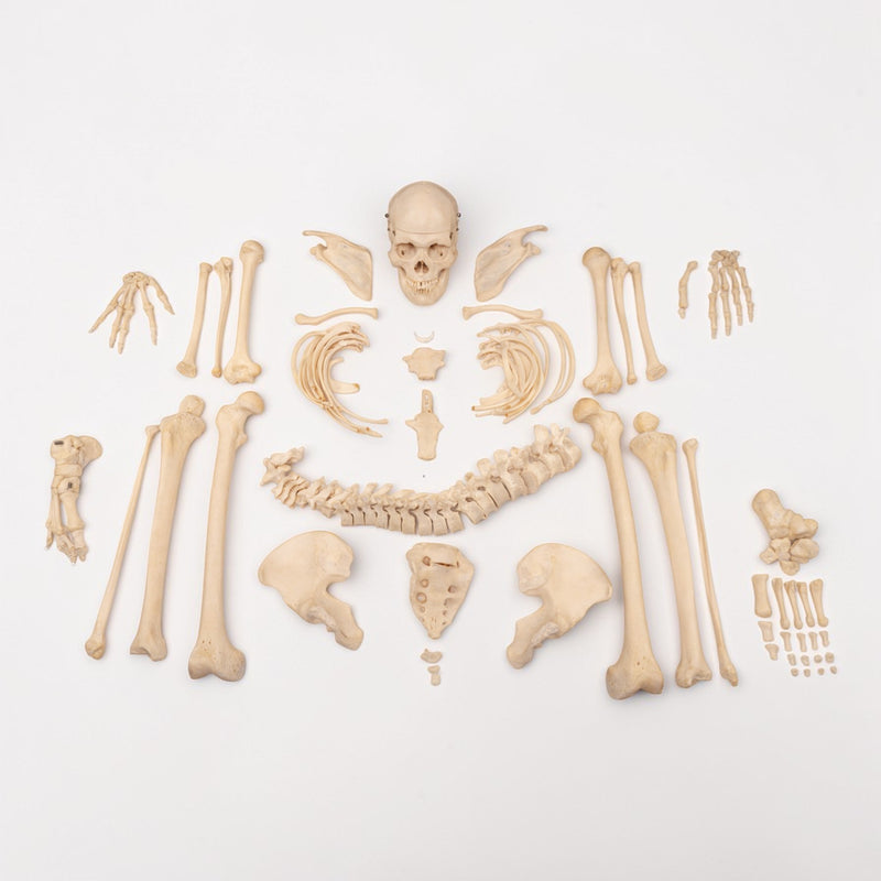 Real Human Skeleton - Disarticulated