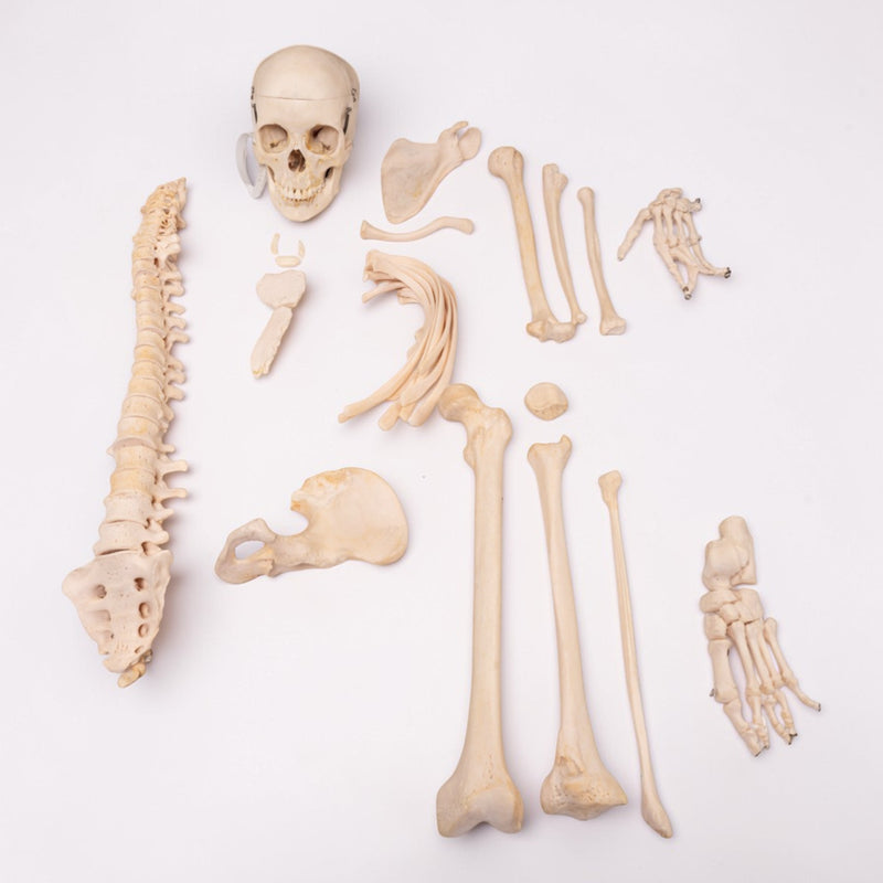 Real Human Half Skeleton