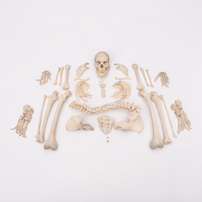 Real Human Skeleton - Disarticulated