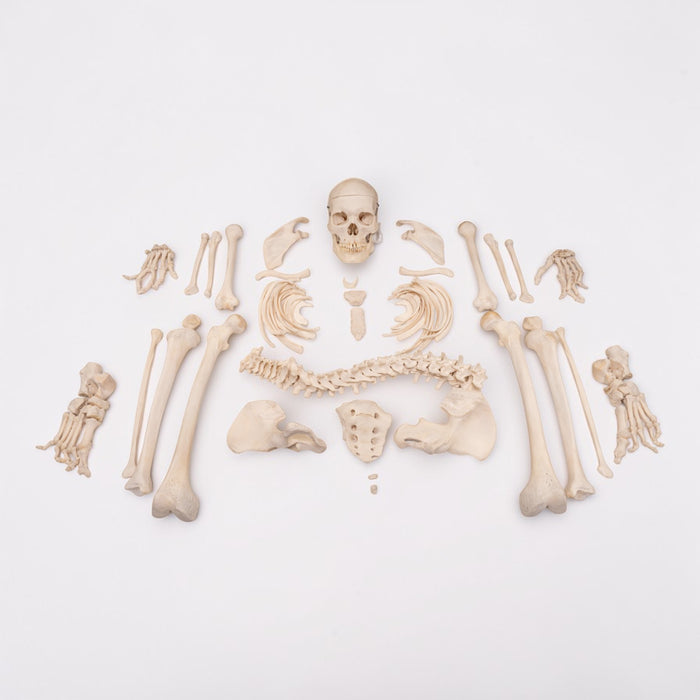 Real Human Skeleton - Disarticulated