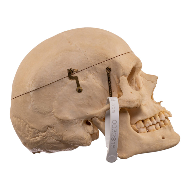 Real Human Skeleton - Disarticulated