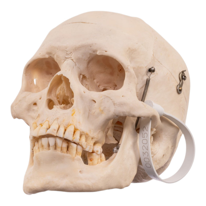 Real Human Half Skeleton