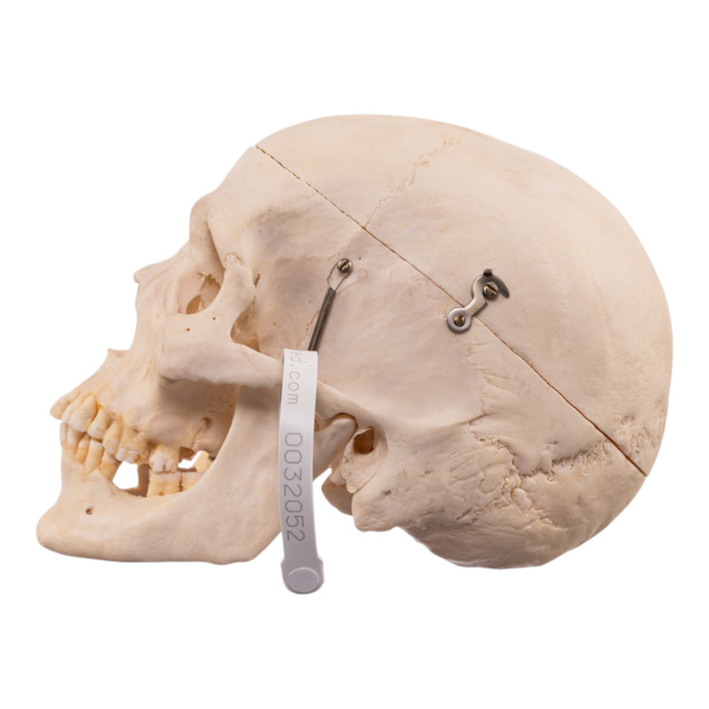 Real Human Half Skeleton