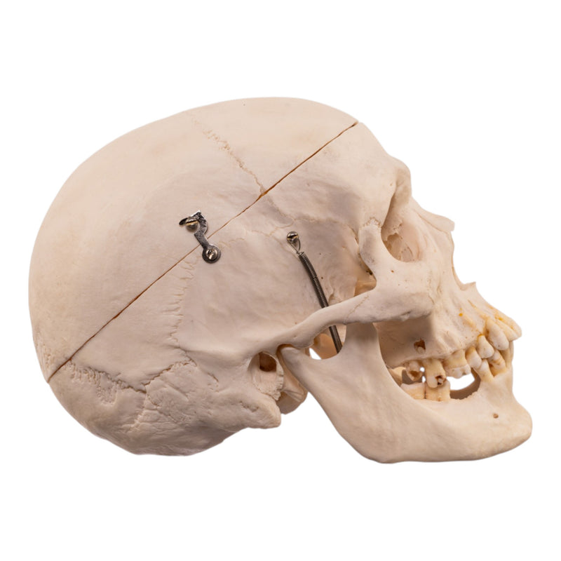 Real Human Half Skeleton