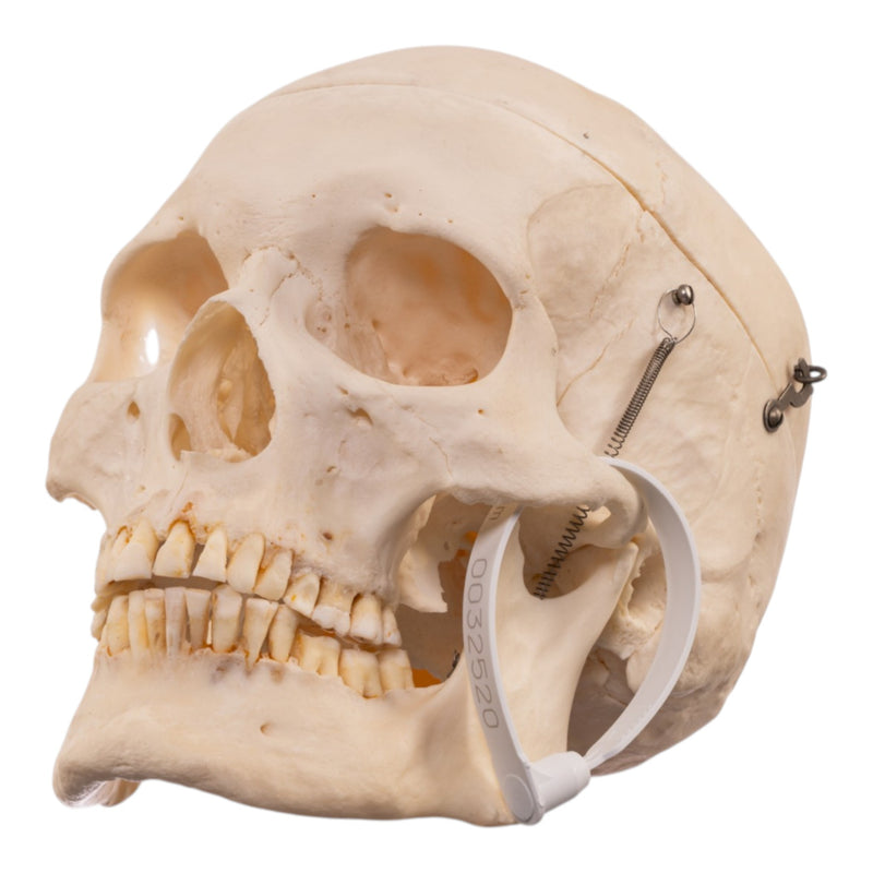 Real Human Skeleton - Disarticulated