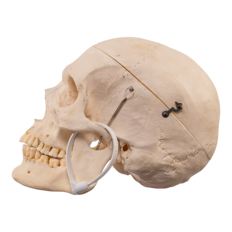 Real Human Skeleton - Disarticulated
