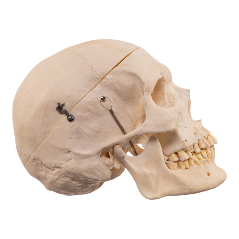 Real Human Skeleton - Disarticulated