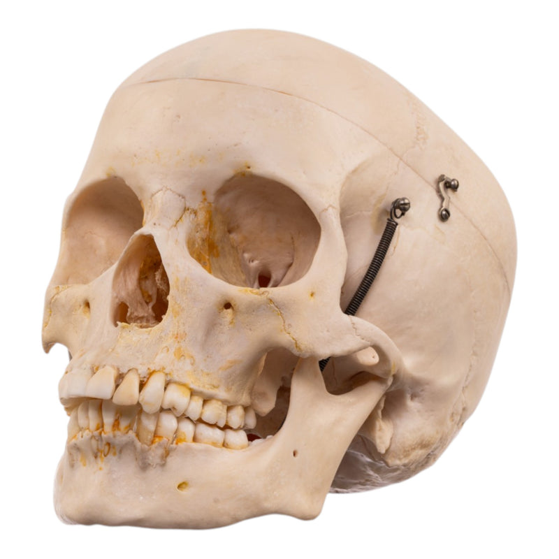 Real Human Half Skeleton