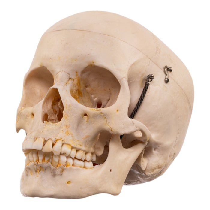Real Human Half Skeleton