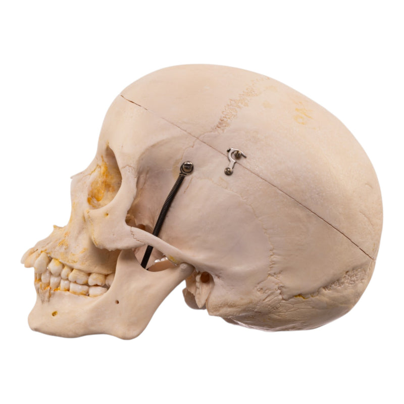 Real Human Half Skeleton