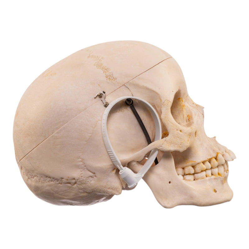 Real Human Half Skeleton