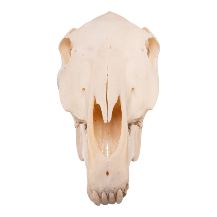 Real Horse Skull