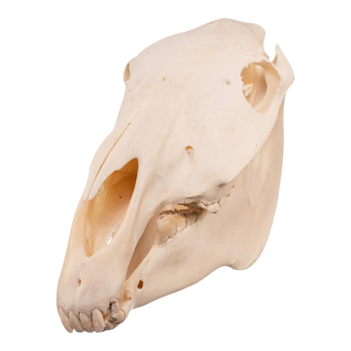 Real Horse Skull