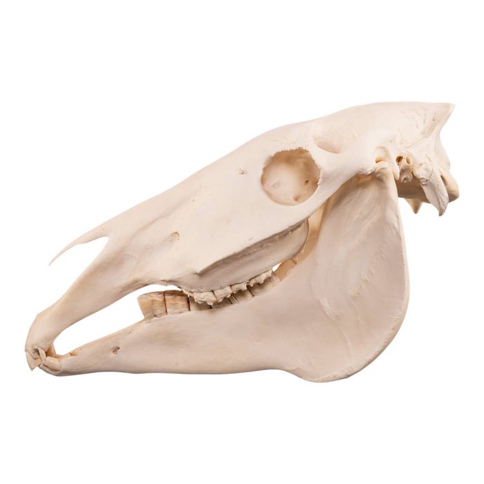Real Horse Skull