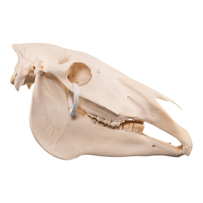 Real Horse Skull