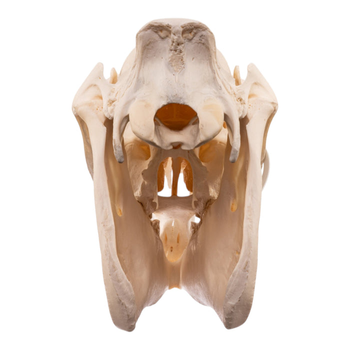 Real Horse Skull