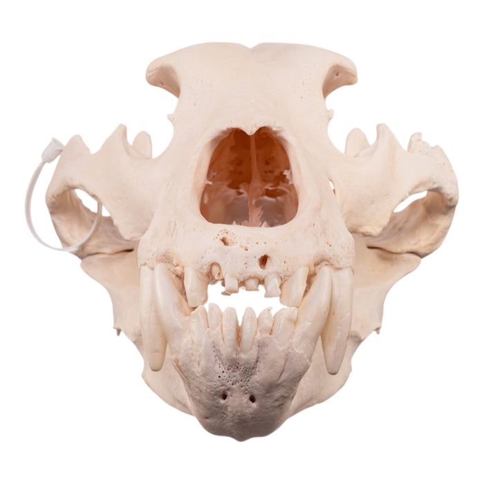Real Kodiak Grizzly Bear Skull