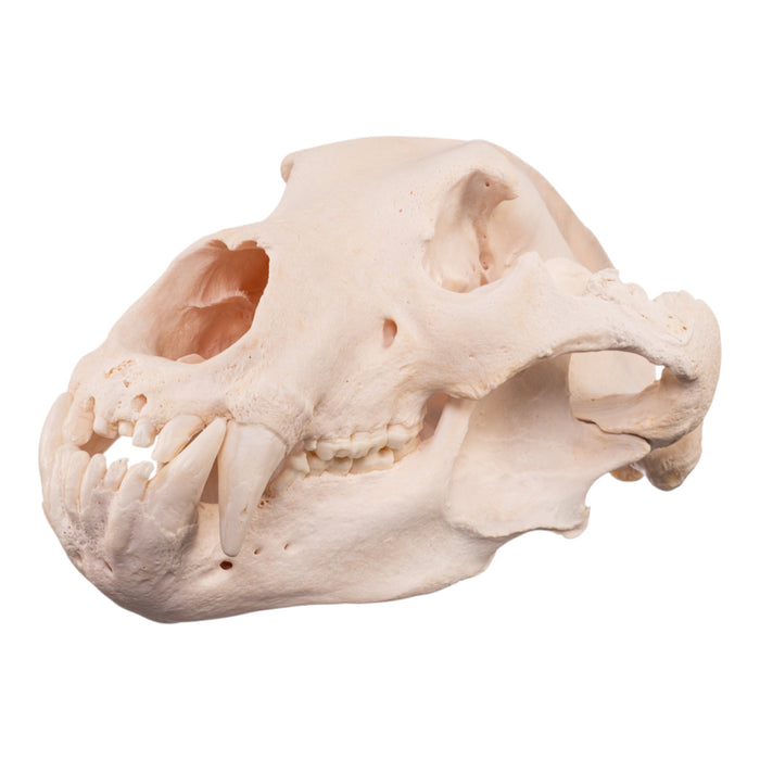 Real Kodiak Grizzly Bear Skull