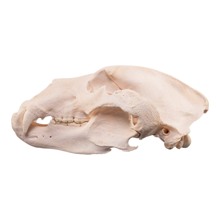 Real Kodiak Grizzly Bear Skull