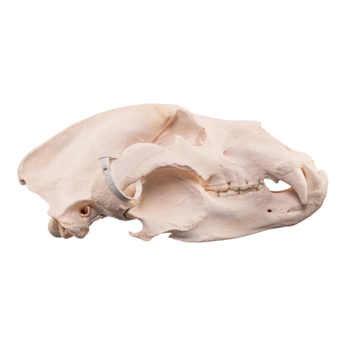 Real Kodiak Grizzly Bear Skull
