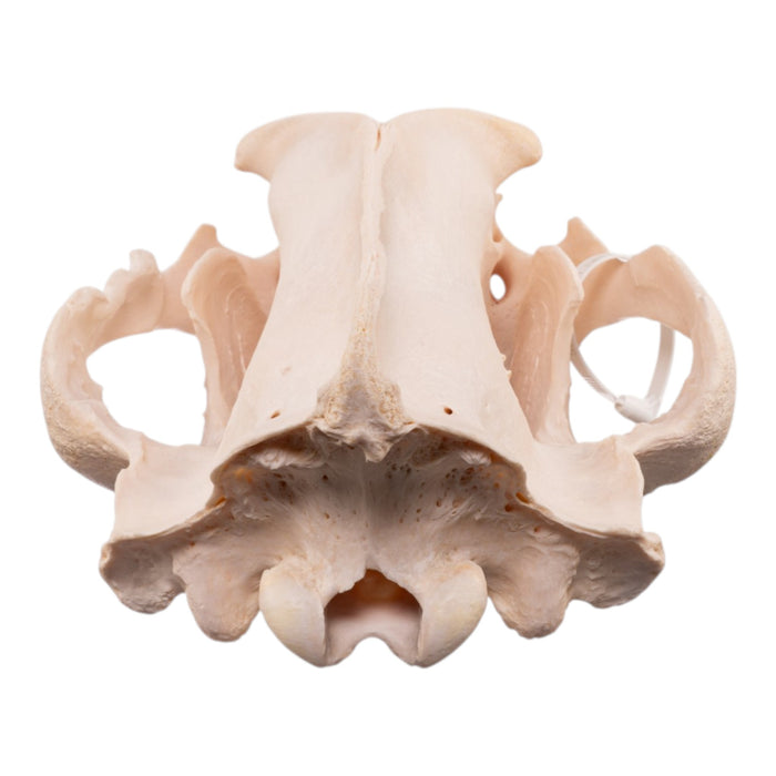 Real Kodiak Grizzly Bear Skull