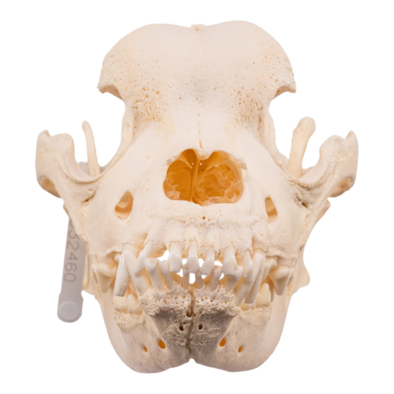Real Domestic Dog - Saint Bernard Skull