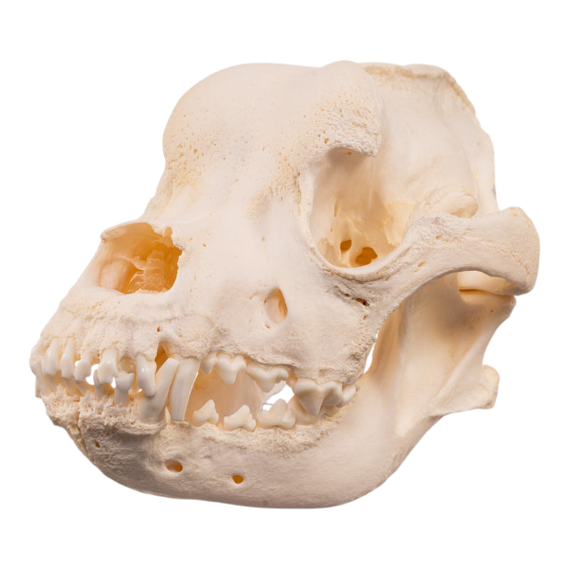Real Domestic Dog - Saint Bernard Skull