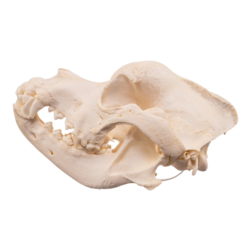 Real Domestic Dog - Saint Bernard Skull