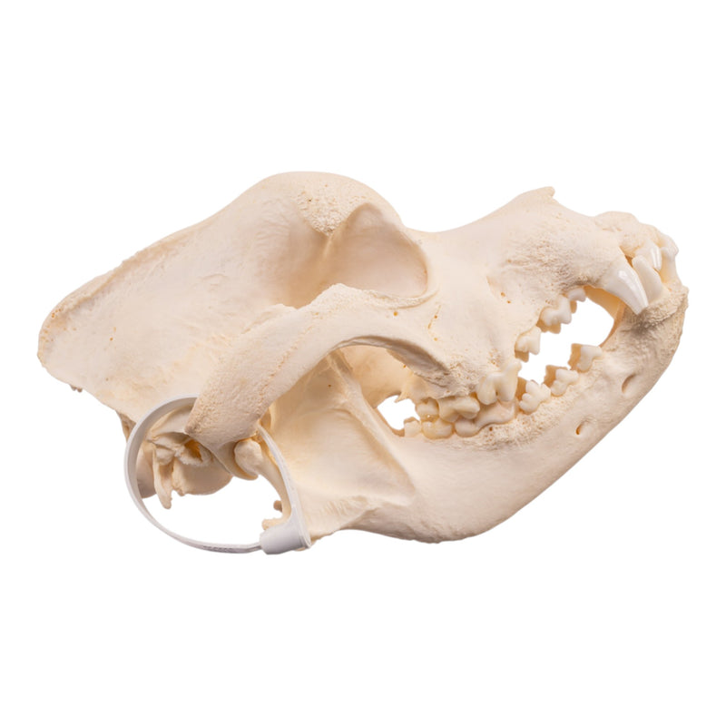 Real Domestic Dog - Saint Bernard Skull